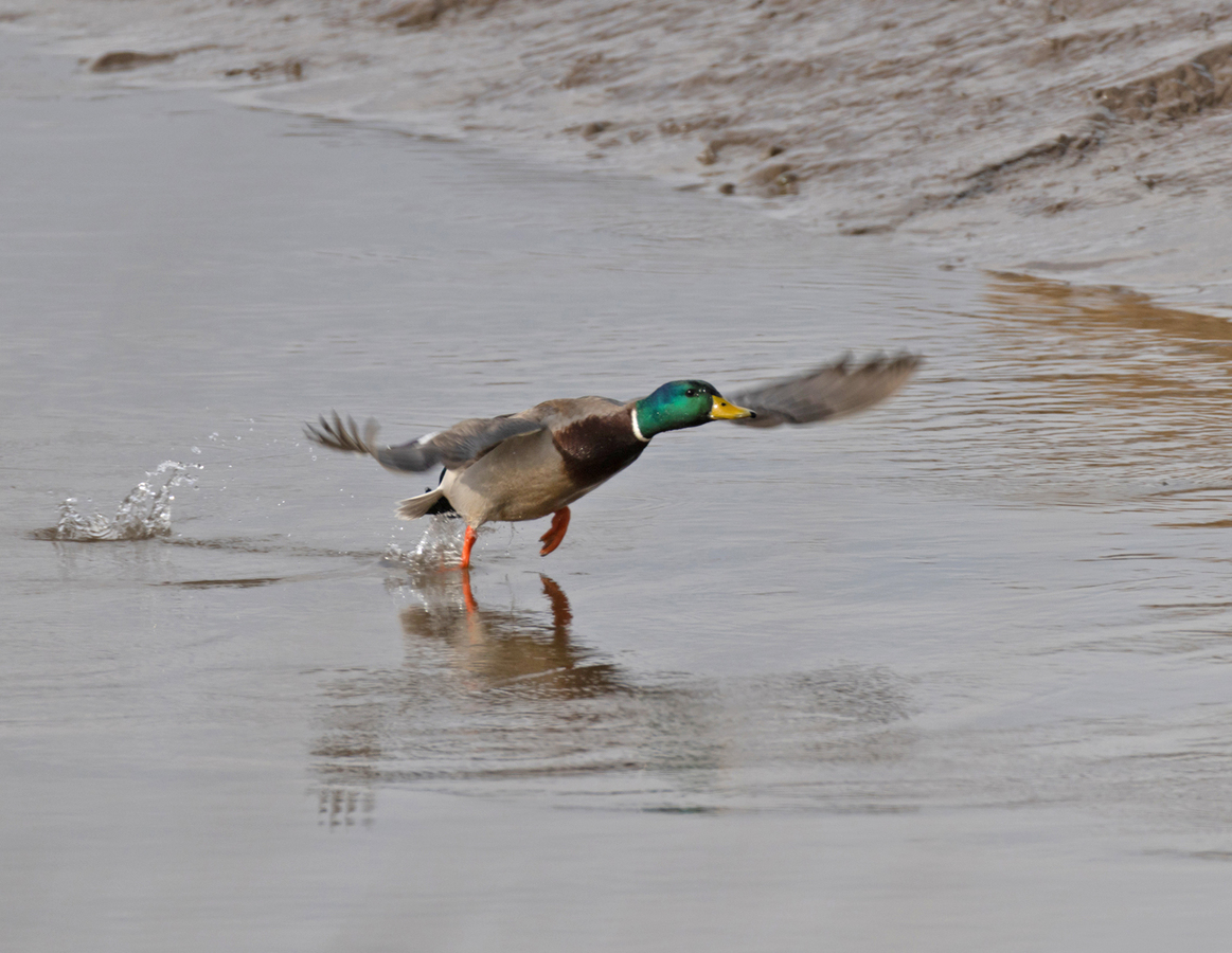 Mallard Drake Take Off - Peter Bagnall